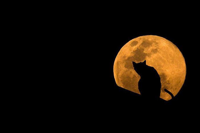 “Il Gatto e la Luna”, di William Butler Yeats