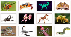 Zanne, corazze, veleni. Le strategie di sopravvivenza di insetti, ragni, anfibi e rettili. Genova, dal 7 dicembre 2013 al 15 giugno 2014