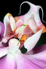 Nell'immagine una mantide orchidea malese che riprende il colore e le forme dell'orchidea sulla quale caccia