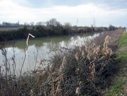 Canale Po di Volano